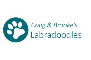 Craig & Brooke’s Labradoodles – Labradoodle Pups for Sale – Labradoodle Stud Dog Service – Gold Coast – Brisbane – Australia