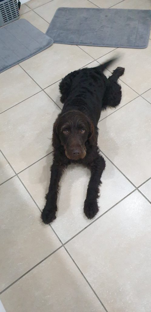 Chester Craig & Brooke's Labradoodles