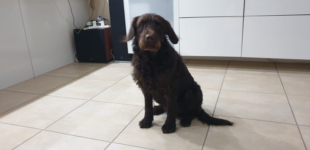 Chester Craig & Brooke's Labradoodles