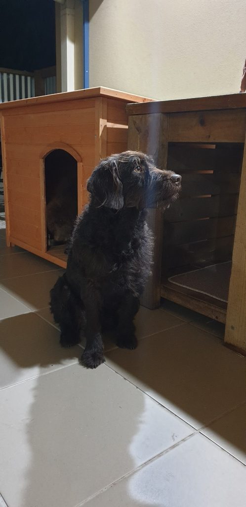 Chester Craig & Brooke's Labradoodles