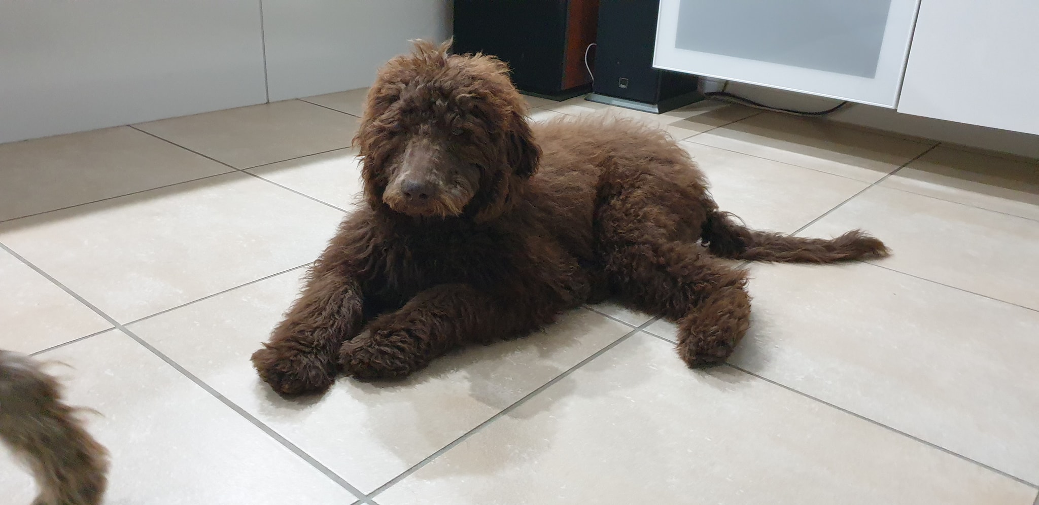 Stella Labradoodles Australia