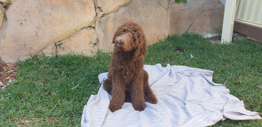 Stella Labradoodles Breeder Gold Coast