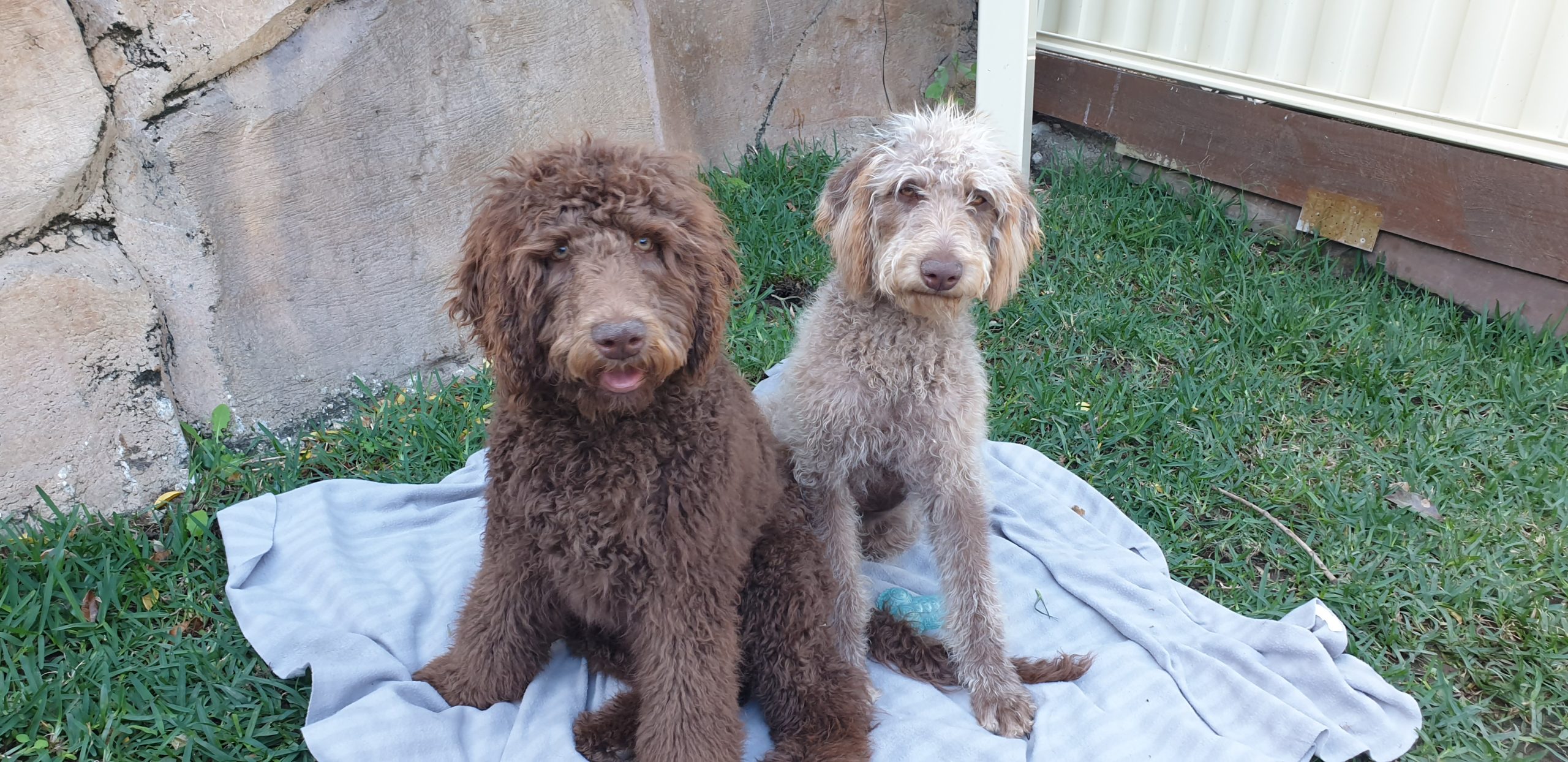 Luna & Stella Labradoodles Breeder Gold Coast