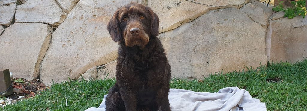 Chester Stud Dog Labradoodles Gold Coast