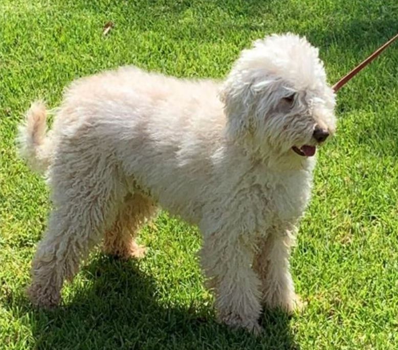 Labradoodles Breeder Gold Coast