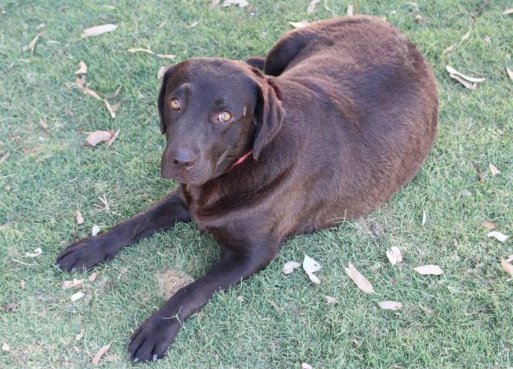 Labradoodles Breeder Gold Coast