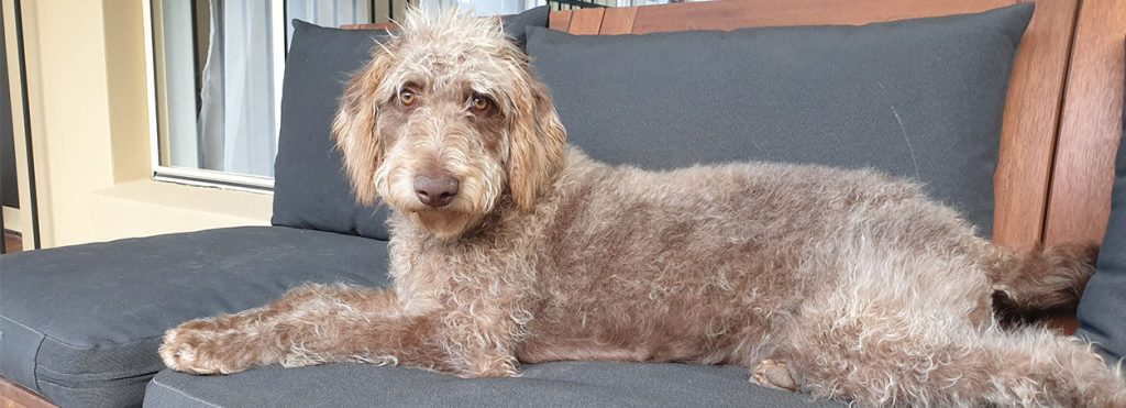 Luna Labradoodles Breeder Gold Coast