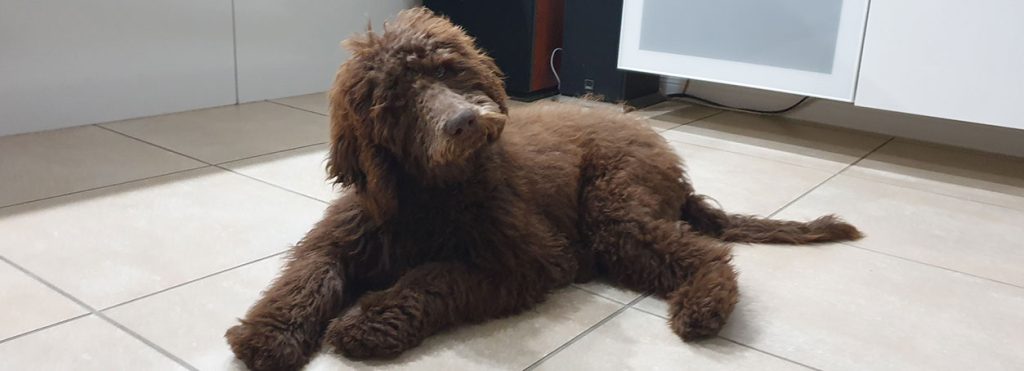 Stella Labradoodles Breeder Gold Coast