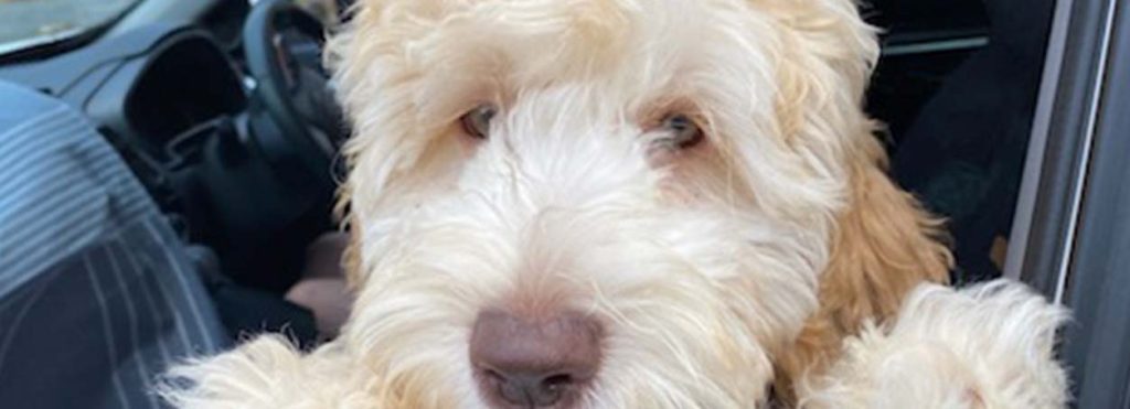 How Labradoodles Make the Perfect Therapy Dogs